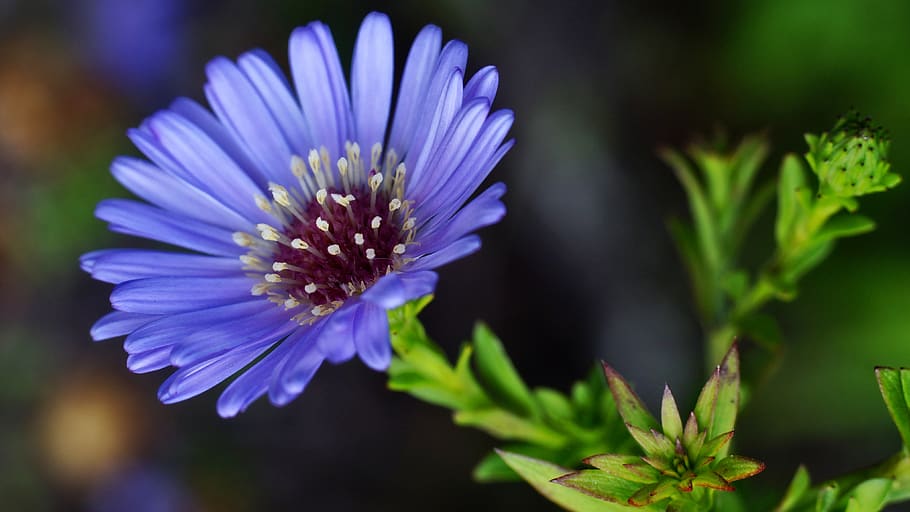 cornflower, blossom, bloom, flora, close up, blue, flower garden HD wallpaper