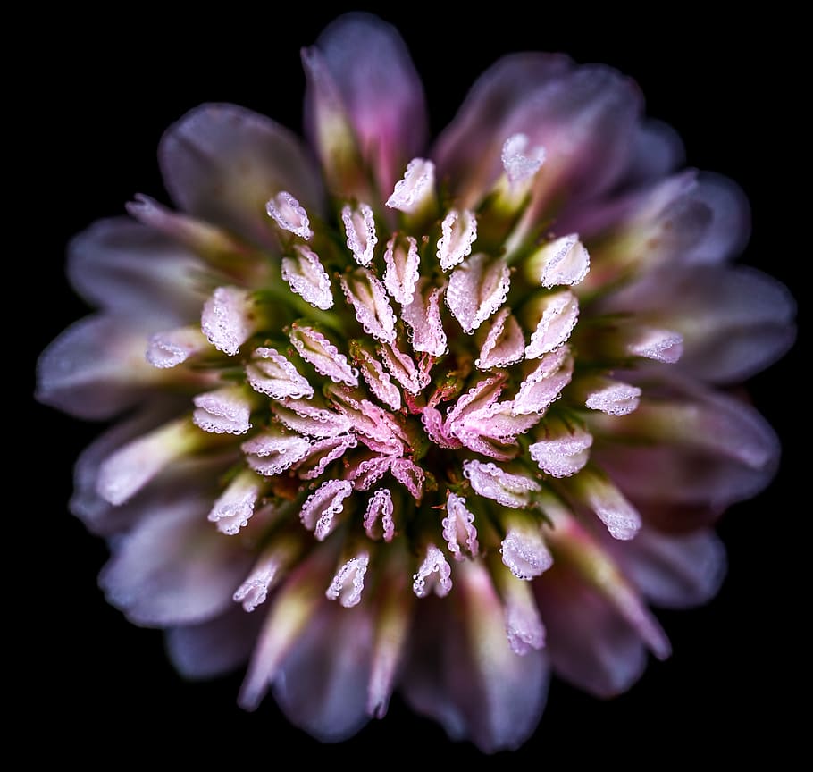Close-up Shot Of Pink Flower, bloom, blossom, flora, HD wallpaper HD wallpaper