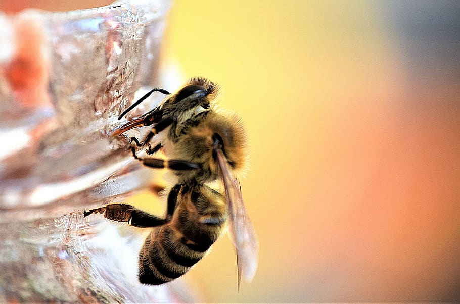 bee, insect, nature, close up, jam, sweet, yellow, animal themes HD wallpaper