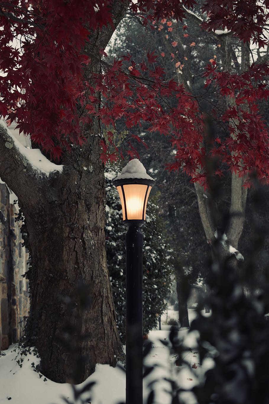 tree, plant, lamp, leaf, lamp post, tree trunk, nature, color HD wallpaper