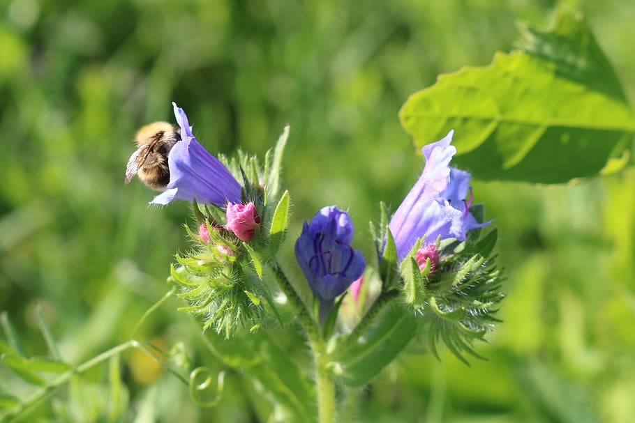 nature, animals, bee, flower, flowering plant, vulnerability HD wallpaper