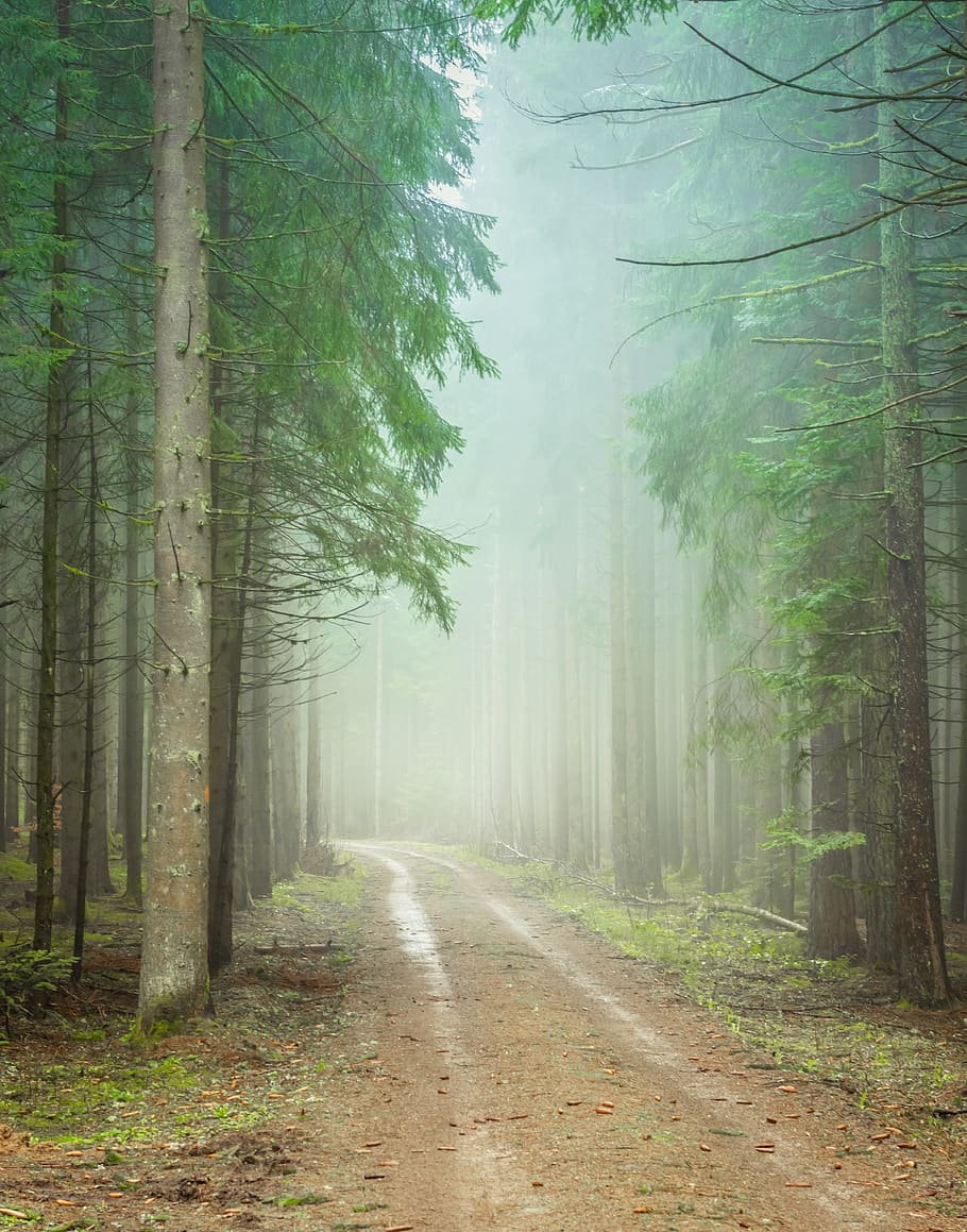 forest path, foggy, trueb, morgenstimmung, cold, mood, cool HD wallpaper