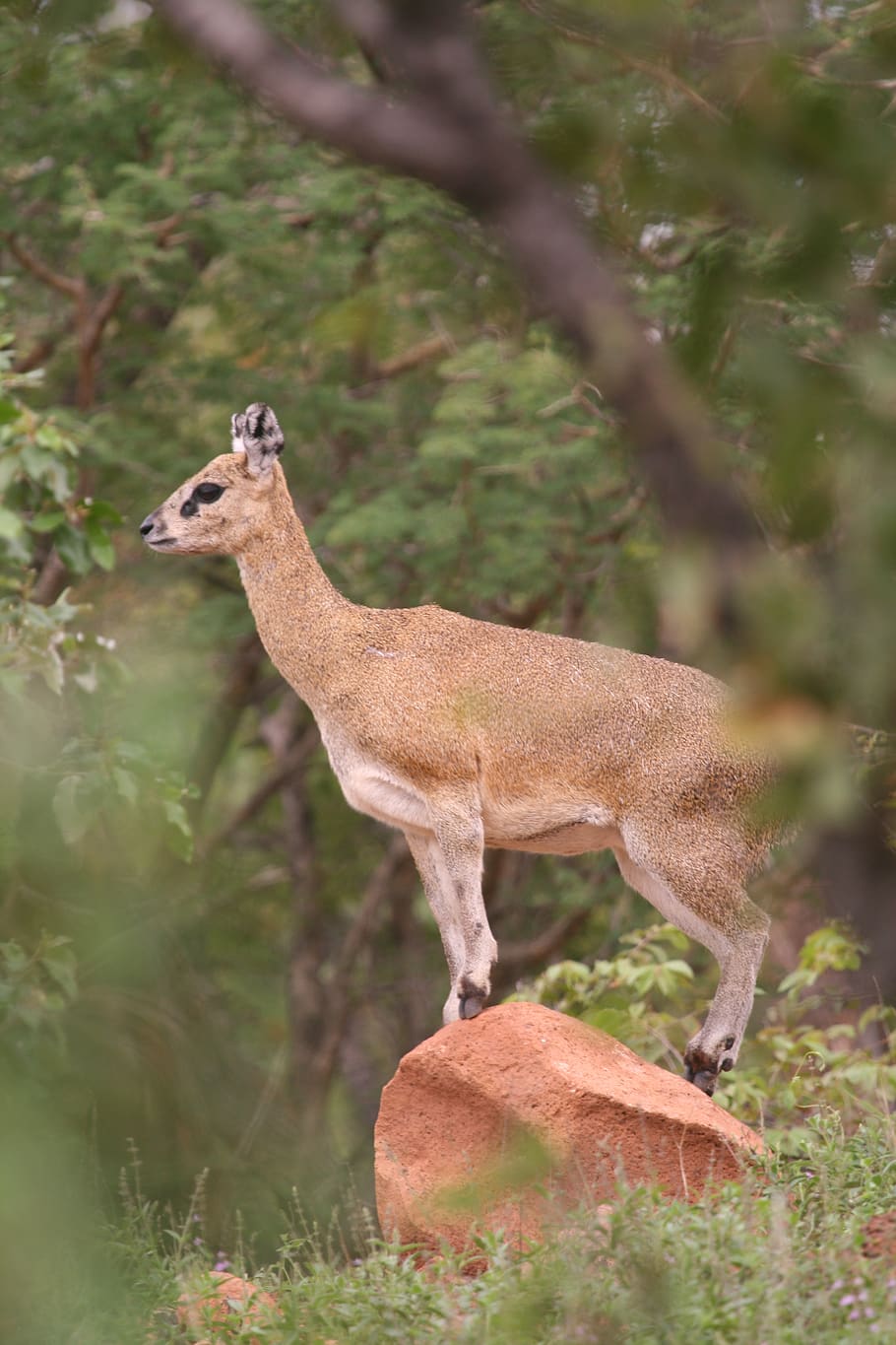 animal themes, animal wildlife, animals in the wild, mammal HD wallpaper