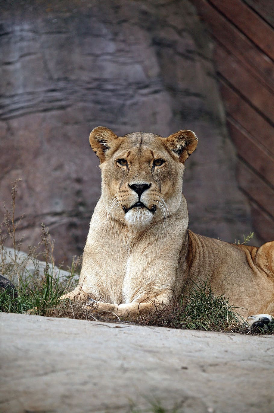 lioness on pavement, animal, animal themes, mammal, feline, one animal HD wallpaper