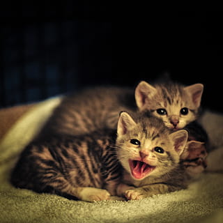 two smiling tabby kittens on white textile, cat, pet, mammal HD wallpaper