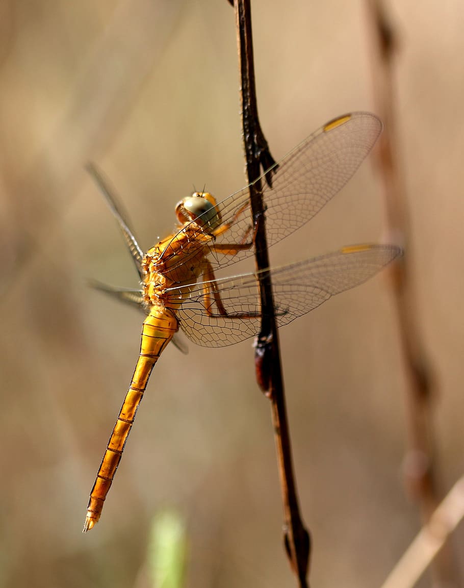 dragonfly, brown, insecta, rest, wings, animal themes, invertebrate HD wallpaper