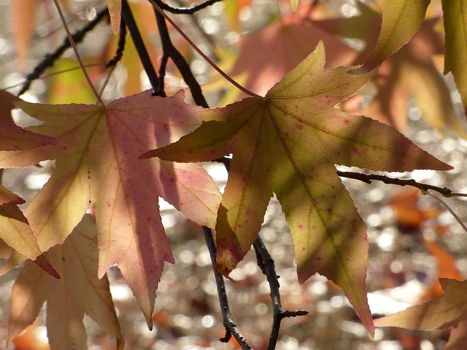 leaves, sweetgum, tree, color, colorful, plant, flora, botany, HD wallpaper