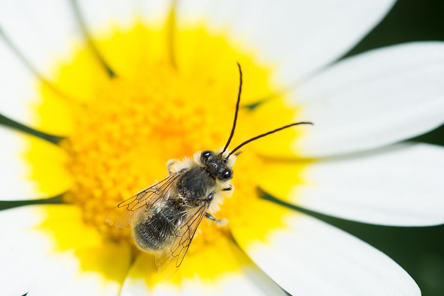 bee, flower, yellow, white, macro, insect, bloom, spring, nature HD wallpaper
