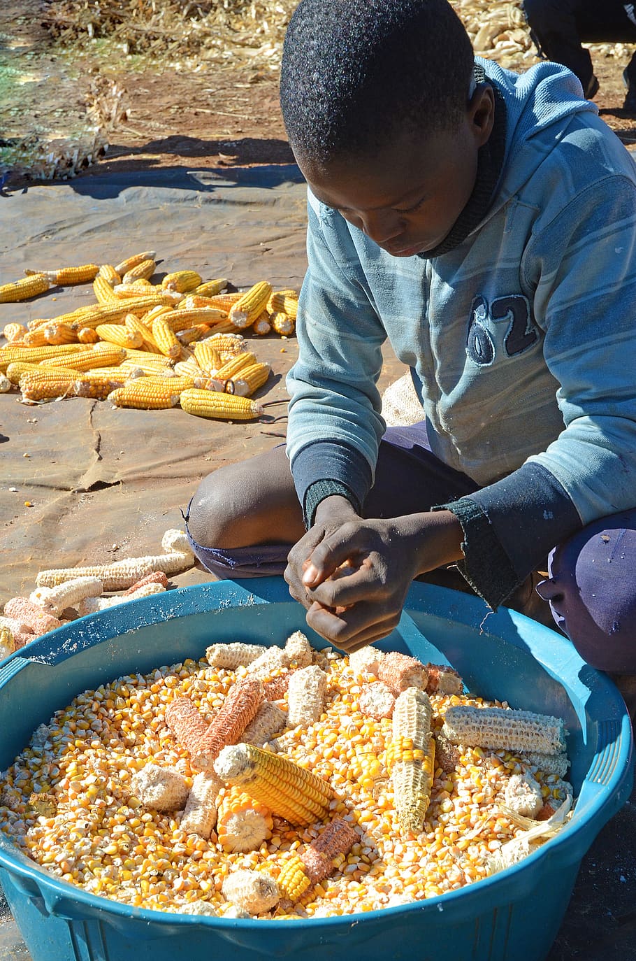lesotho, malealea, work, boy, maize, corn, young, crops, food HD wallpaper