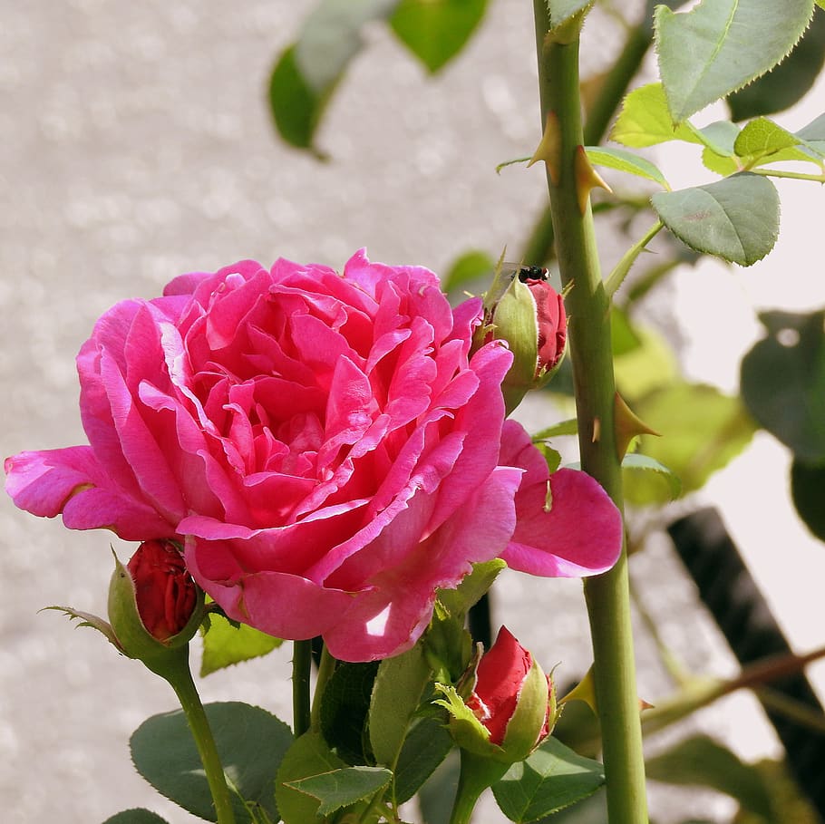 rose, flower, pink, romantic, plant, the smell of, beautiful HD wallpaper