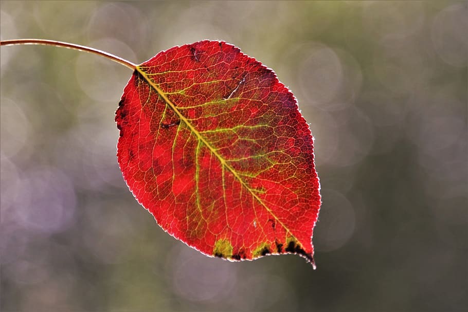 autumn, leaf, mood, park, red, nature, bokeh, foliage, in the fall HD wallpaper