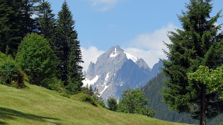 nature, mountains, forest, more, uri, switzerland, tree, plant HD wallpaper