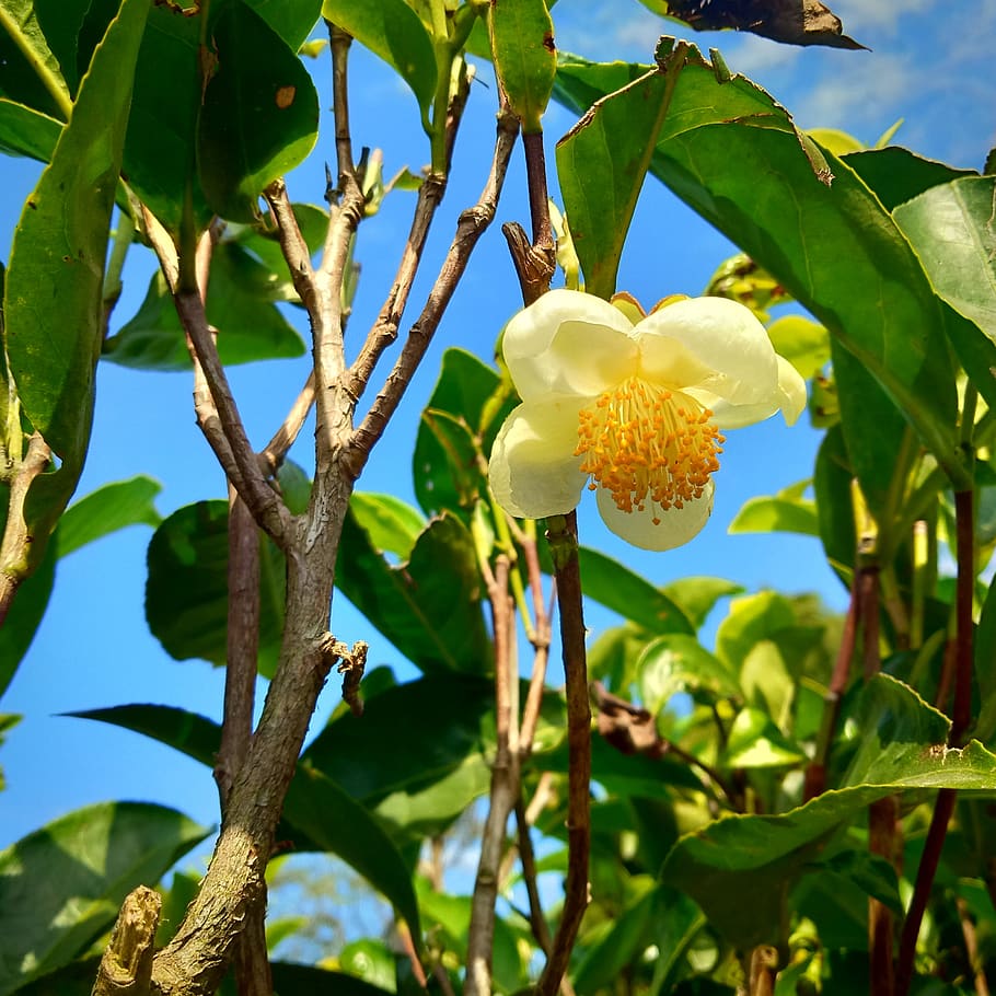 tea, flower, bud, plant, growth, flowering plant, beauty in nature HD wallpaper