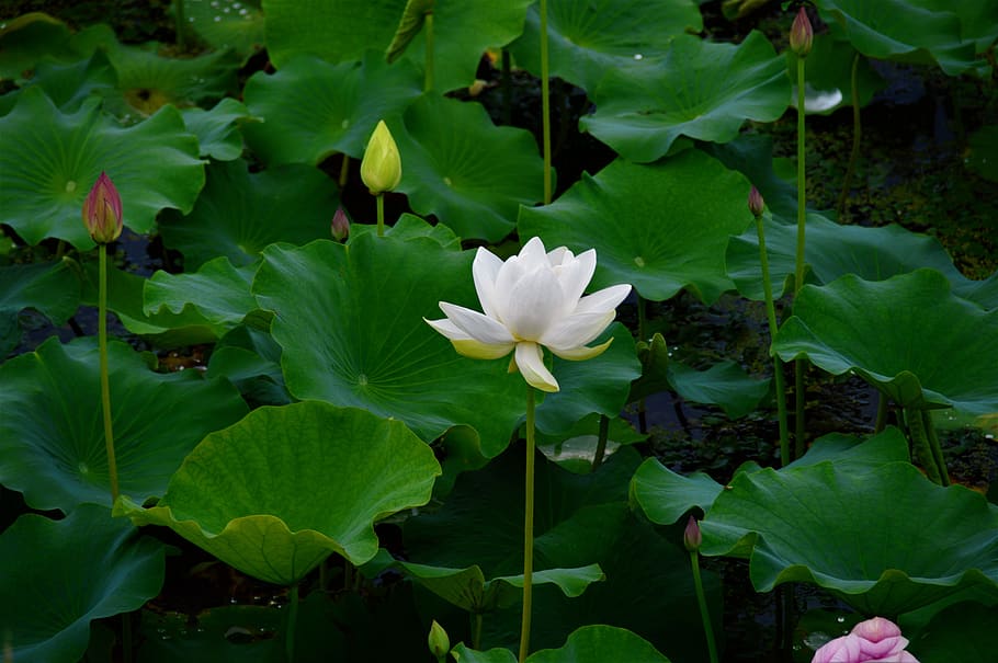 white, white lotus, flowers, white flower, plants, nature, summer, HD wallpaper