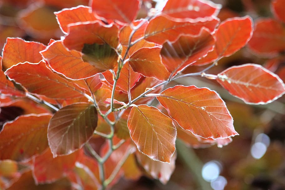 leaf, fall, nature, flora, color, plant part, close-up, growth HD wallpaper