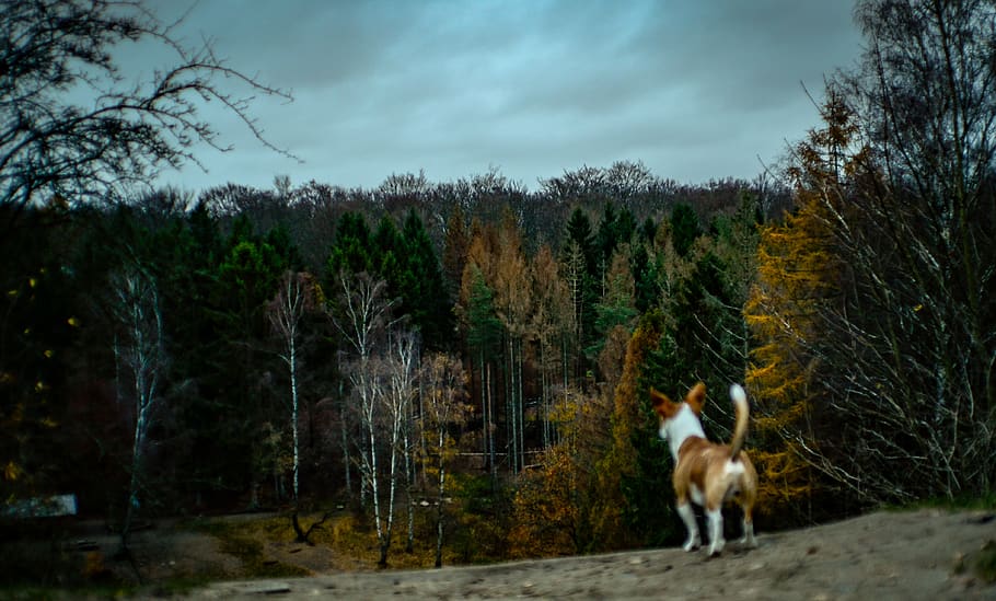 short-coated brown and white dog standing on high ground while facing on trees, HD wallpaper
