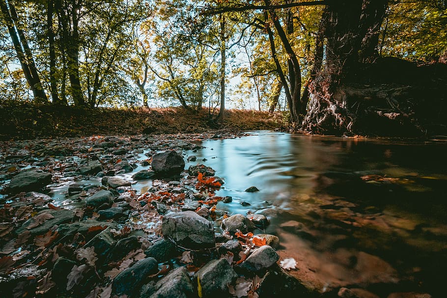 stones on water, stream, outdoors, creek, pond, rock, tree, plant HD wallpaper