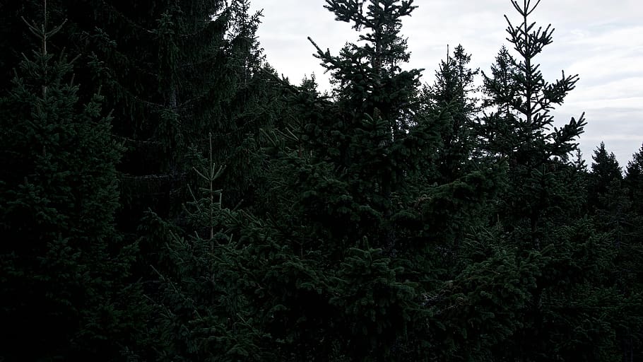 nesselwang, germany, trees, forest, plant, growth, beauty in nature HD wallpaper