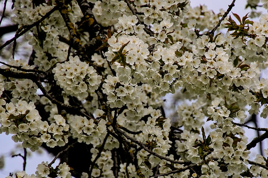 flowers, tree, spring, nature, beauty, petals, plant, growth HD wallpaper
