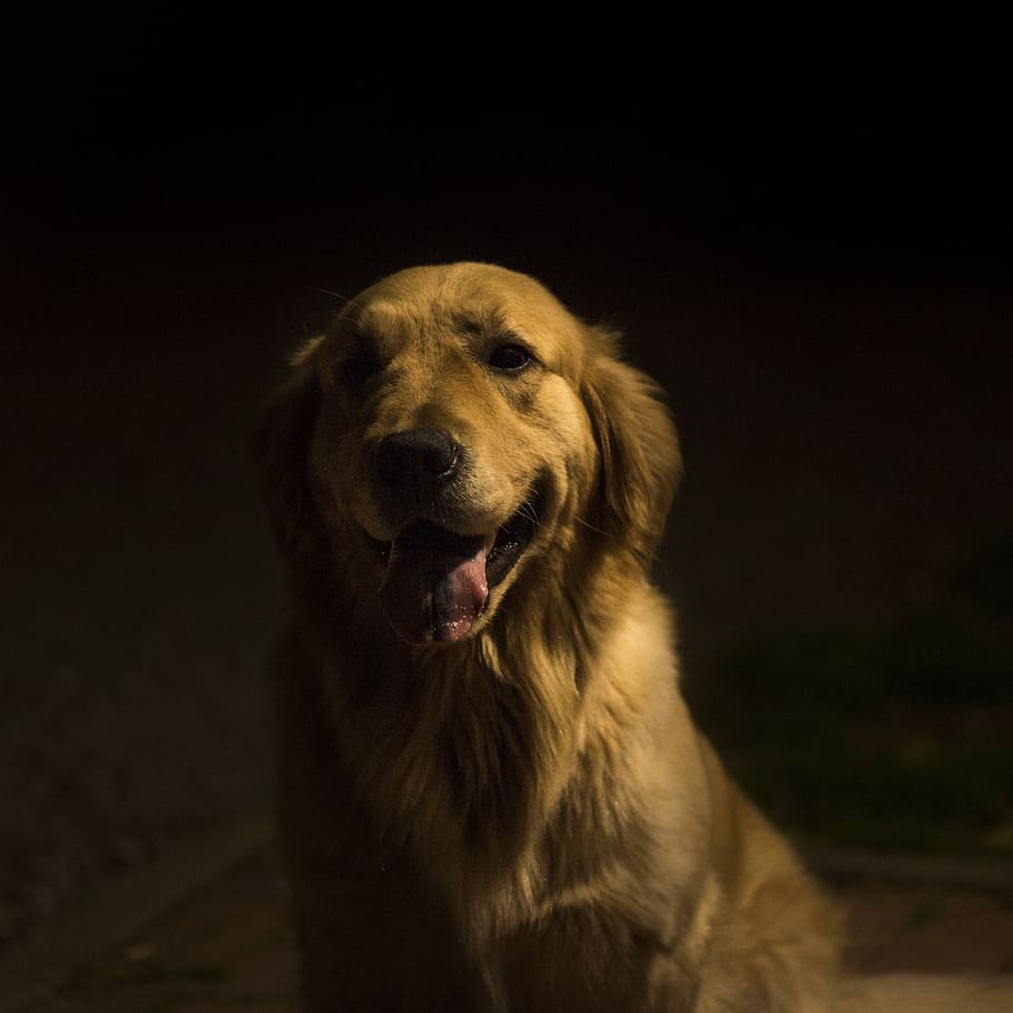 short-coated brown dog sitting on road, animal, pet, golden retriever