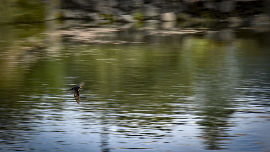bird, flying, motion, animal themes, animal wildlife, vertebrate HD wallpaper