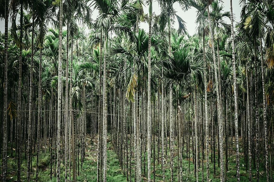 landscape, tree, plant, vegetation, india, outdoors, woodland HD wallpaper