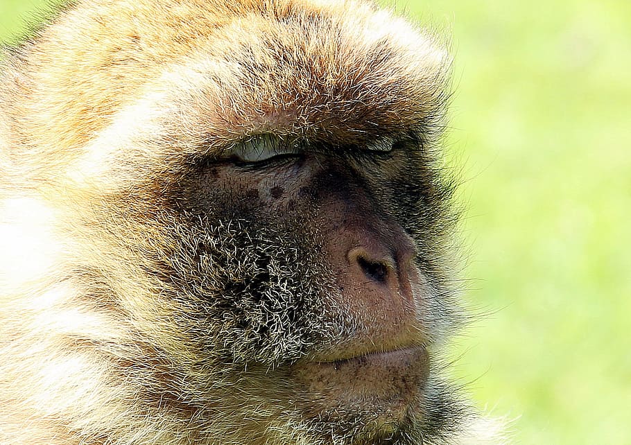 ape, barbary, monkey, wild, animal, nature, jungle, zoo, park HD wallpaper