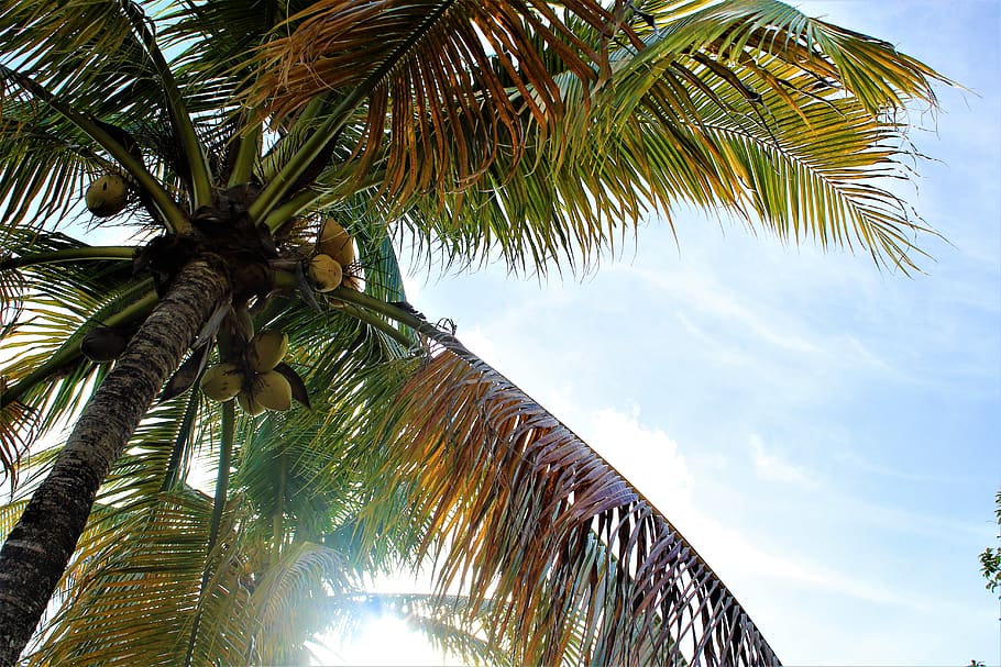 sun, sea, sand, paradises, coconut, plam, tree, palm tree, leaf HD wallpaper