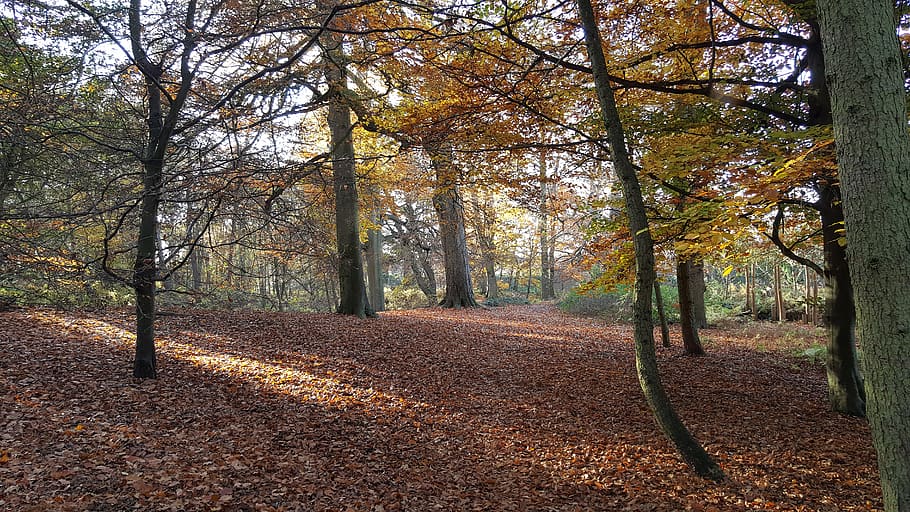 forest on grass field, tree, plant, tree trunk, ground, leaf HD wallpaper