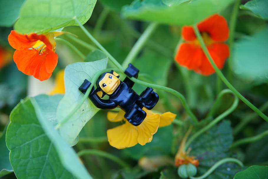 gorilla, flower, jungle, joy, animal, fun, flowering plant HD wallpaper