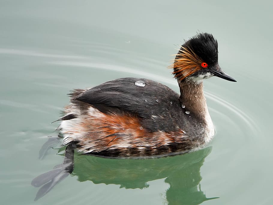 grebe, bird, black-necked grebe, spring, nature, animal themes HD wallpaper