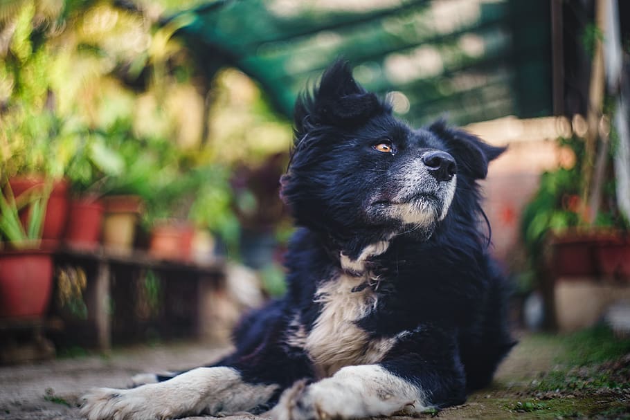 dog, pet, animal, portrait, black, brown, canine, puppy, young HD wallpaper