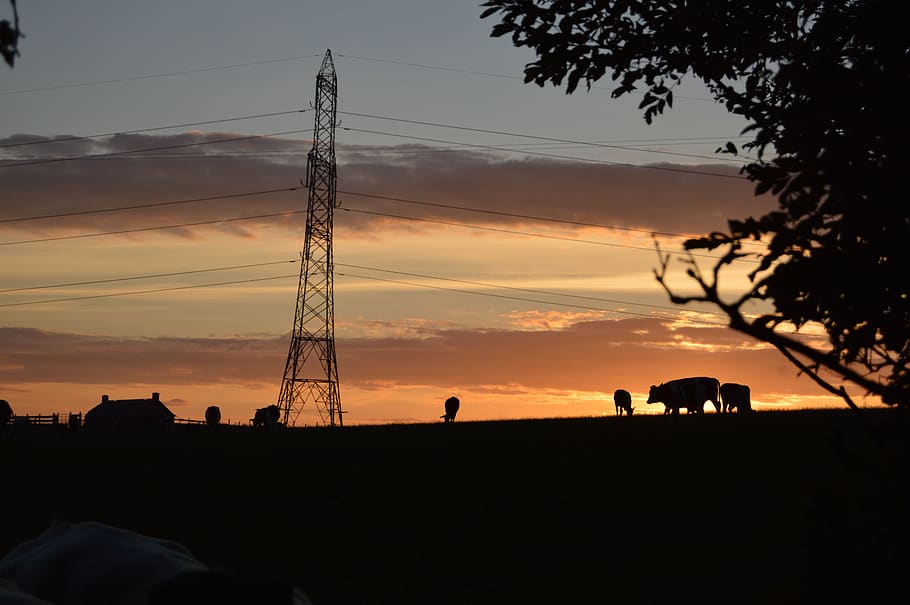 tower during sunset, silhouette, sky, electricity, cable, mammal HD wallpaper