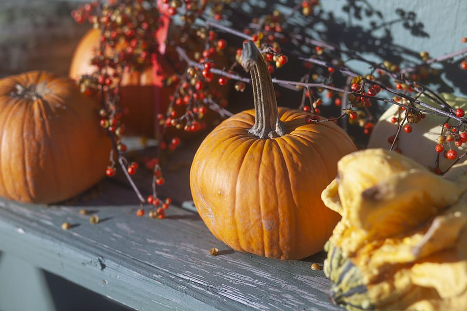 orange pumpkin lot, produce, flora, vegetable, food, plant, squash HD wallpaper