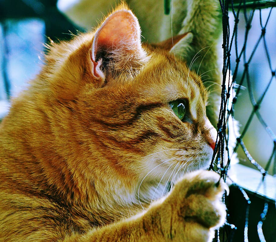 Orange Tabby Cat, adorable, blur, cat face, close-up, cuddly HD wallpaper