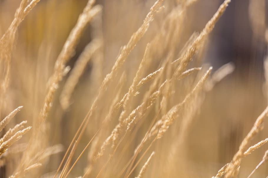 grass, gold, blur, patrick hendry, agriculture, crop, rural scene, HD wallpaper