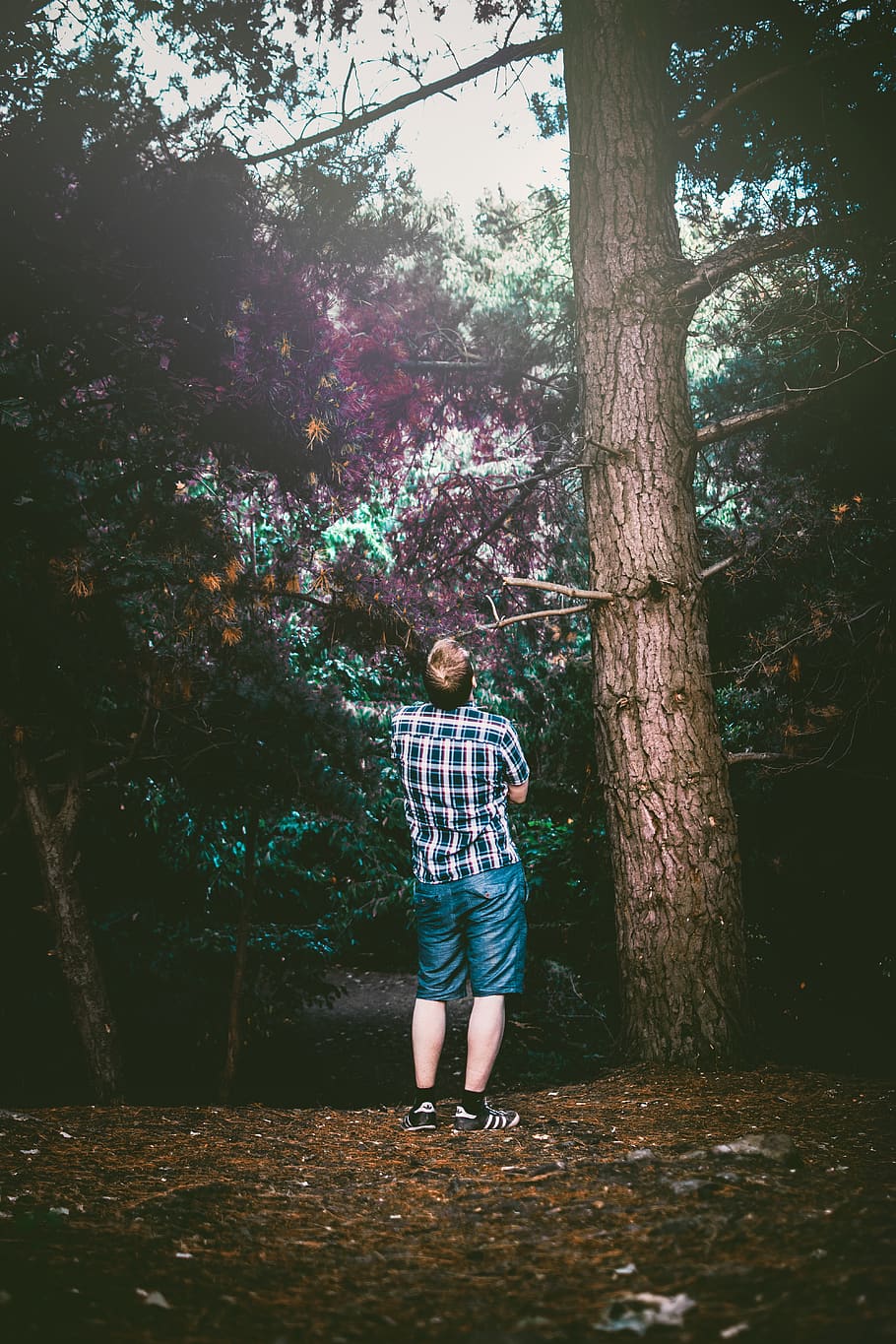 Man Standing and Looking Under Tree, daylight, environment, forest HD wallpaper