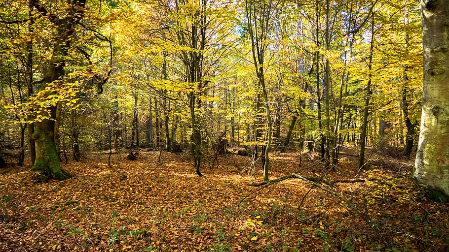 landscape, forest path, leaves, nature, autumn, tree, away HD wallpaper