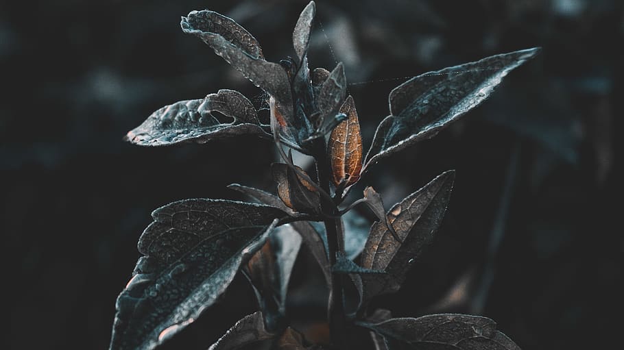 Water Dew on Green Leaf Plant, close-up, color, dark, environment HD wallpaper