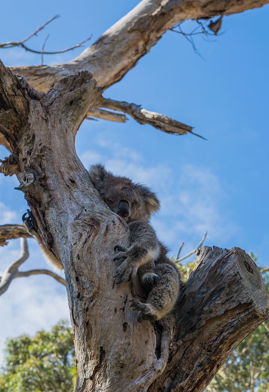 koala, tree, aus, australia, cute, animal, nature, bear, mammal, HD wallpaper