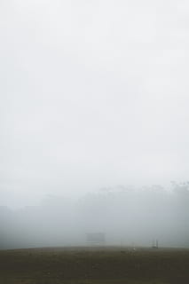 fog, trees, forest, lake, people, art, life, love, god, environment HD wallpaper