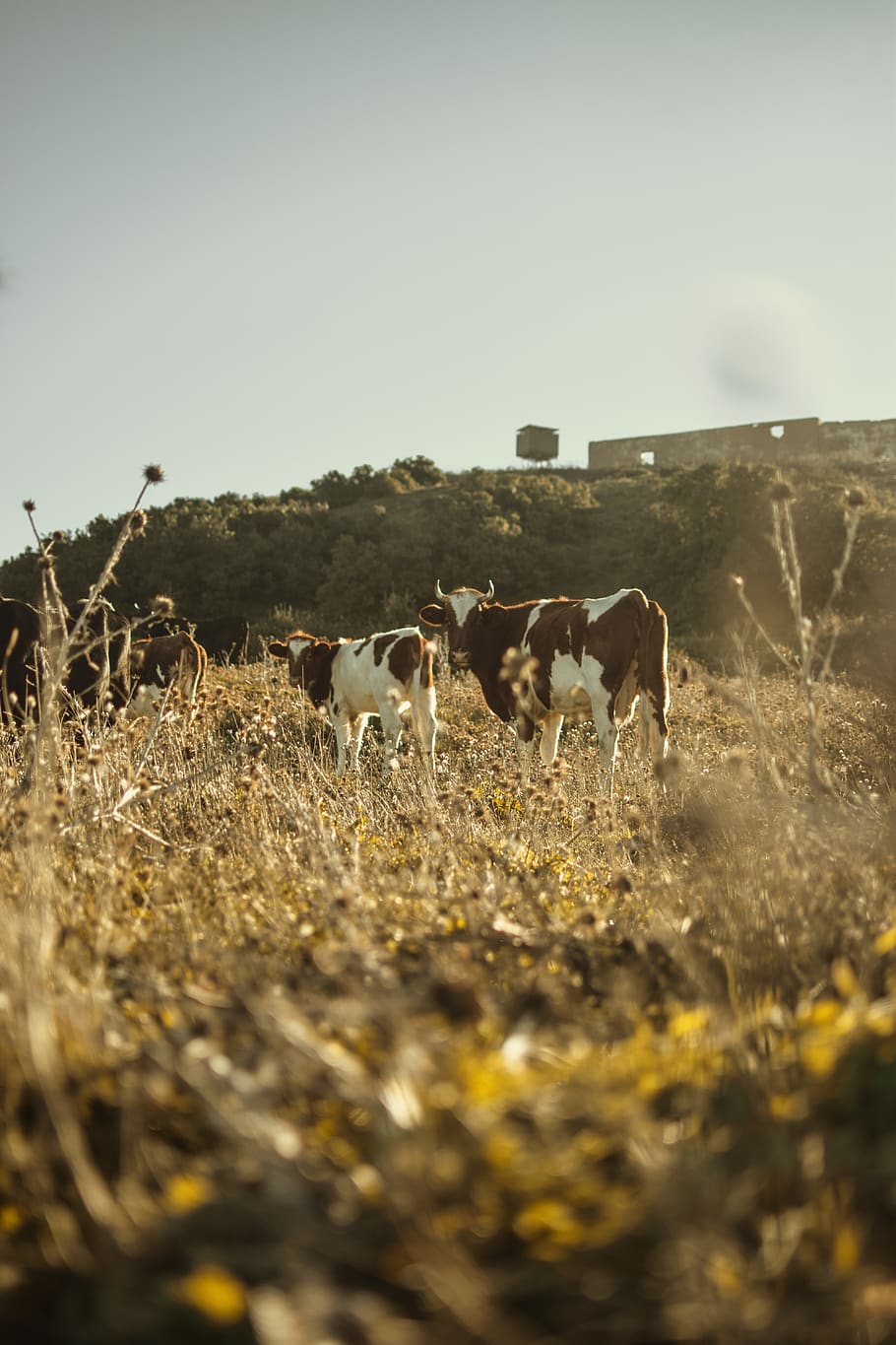 Two White-and-brown Cattles Outdoor, animals, cows, daylight HD wallpaper