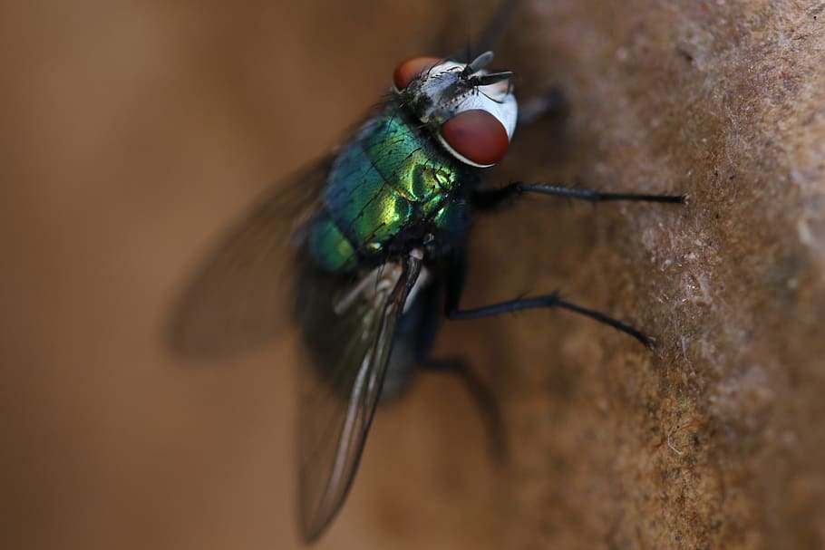 insects, nature, fly, eyes, green, detail, macro, animal themes HD wallpaper