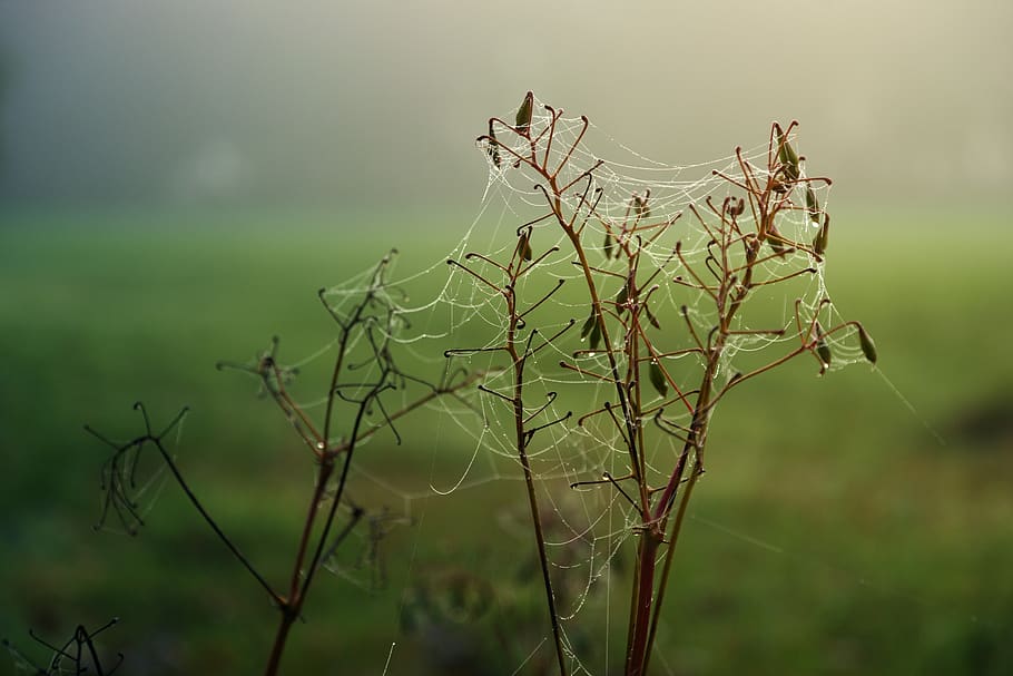 cobweb, drip, water, green, dew, nature, dewdrop, cobwebs, morgentau HD wallpaper