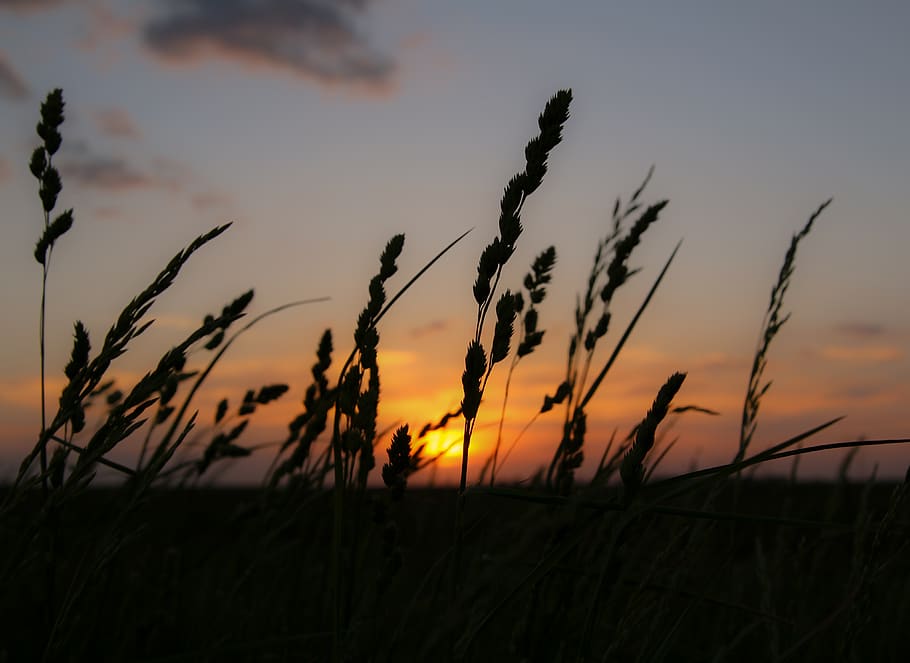 sunset, sky, beauty in nature, plant, growth, tranquility, silhouette HD wallpaper