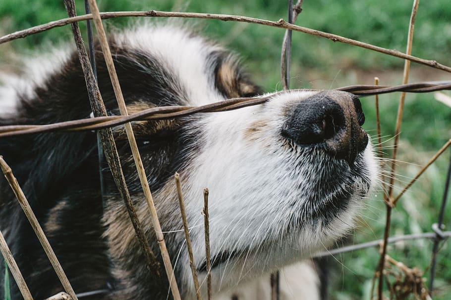 united states, eagle, nose, nature, fence, aussie, dog, outside HD wallpaper