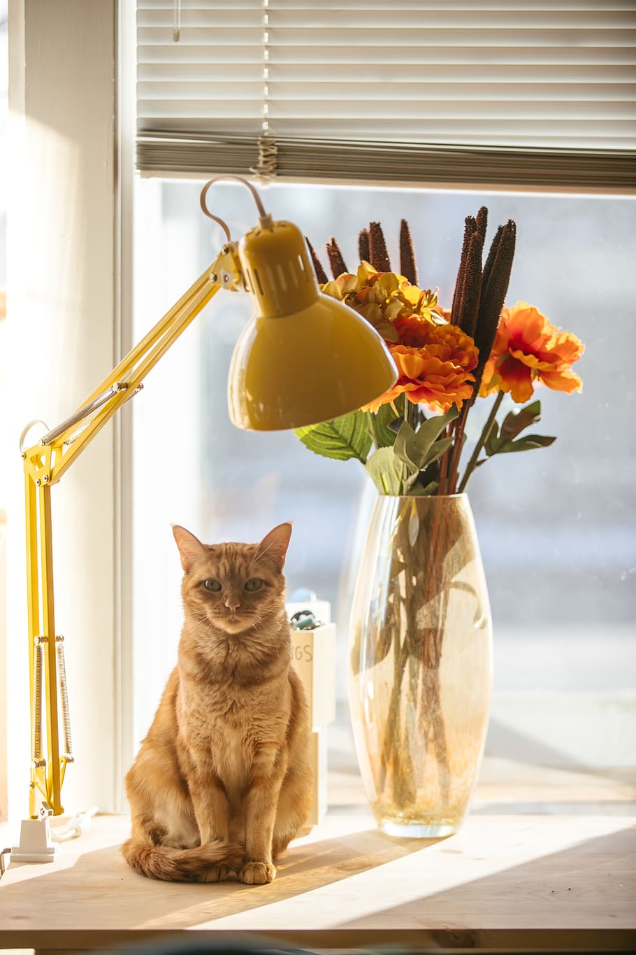 cat, lamp, desk, flower, orange, yellow, tabby, stare, eyes HD wallpaper