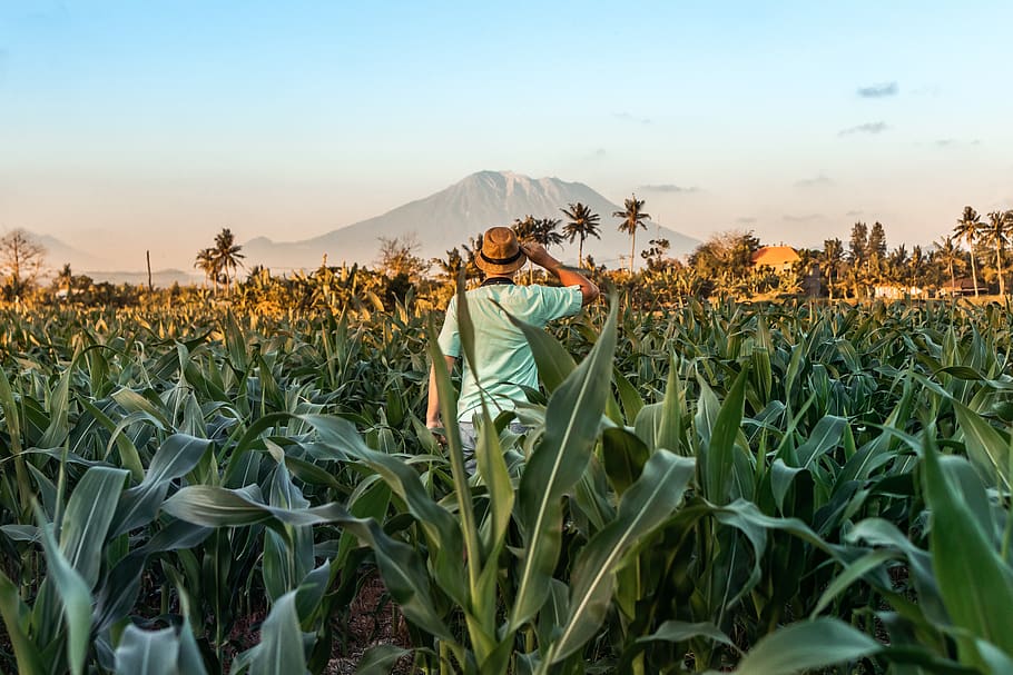 Photo of Person On Cropland, adventure, back view, crops, environment HD wallpaper
