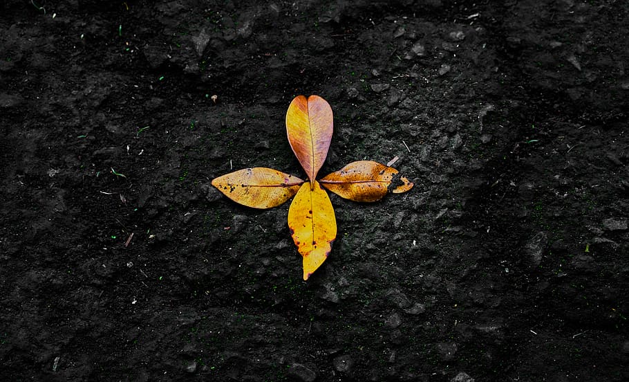 Photo of Dried Leaves on Ground, bright, leaf, plant part, autumn HD wallpaper