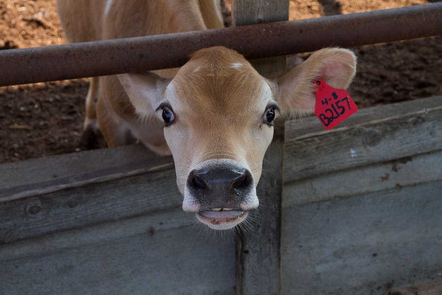 Brown Cattle, agriculture, animal, animal photography, calf, close-up HD wallpaper